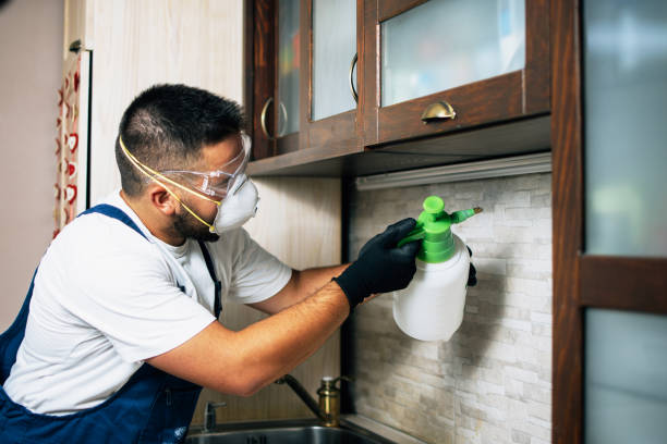 Best Rat Extermination Near Me  in South Browning, MT
