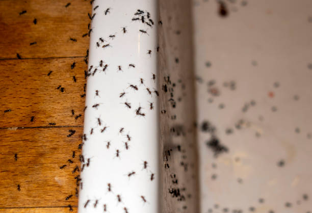 Best Pest Control Near Me  in South Browning, MT