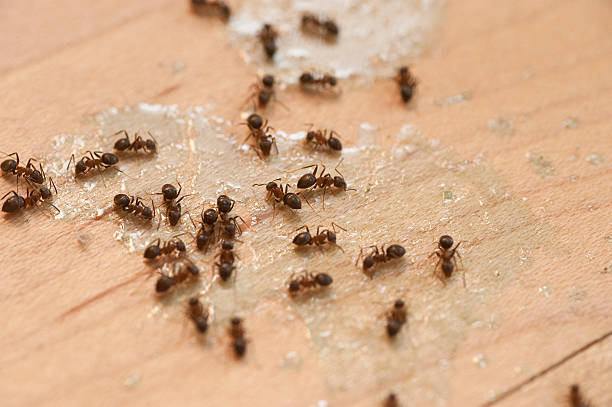 Best Emergency Pest Control  in South Browning, MT